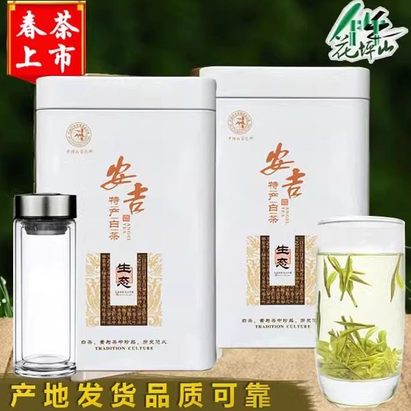 新茶安吉白茶春茶散装茶叶正宗
