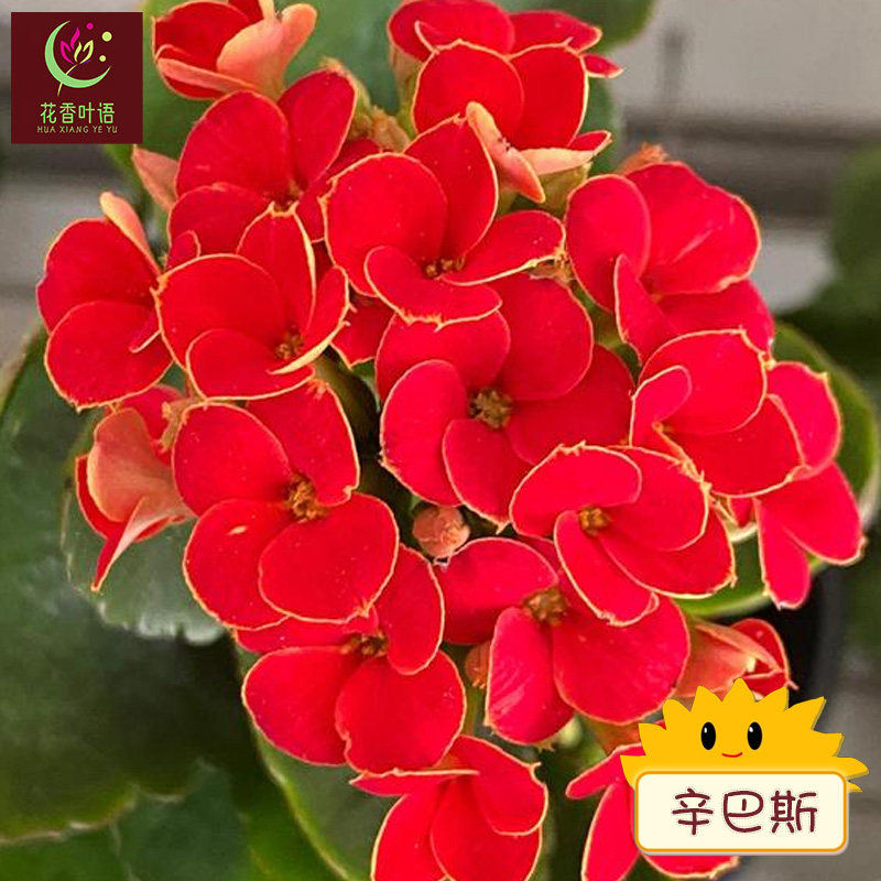 辛巴斯单瓣长寿花带花苞室内耐养型紫色花卉盆栽四季开花品种大全