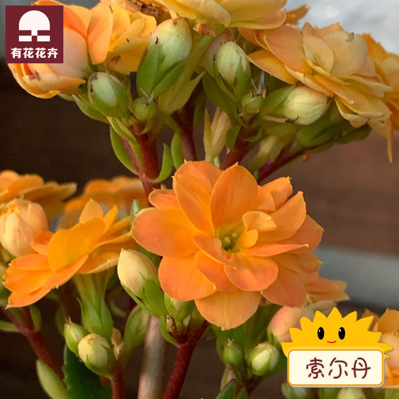 索尔丹黄色重瓣长寿花大花带花苞室内盆栽四季开花稀有品种大全