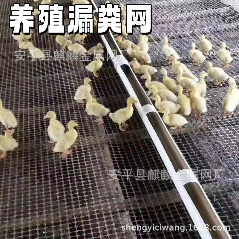 塑围栏养鸡防护网育料殖雏漏粪网土工格栅圈养网果园防护网DVF鱼