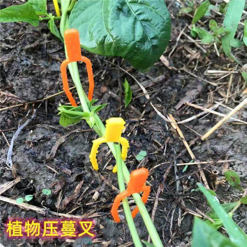 草莓甜瓜育苗压蔓器匍匐茎固定夹图片