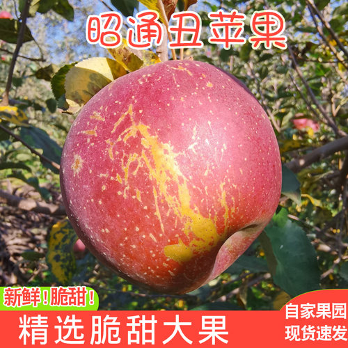 云南昭通苹果大果产地直发当季