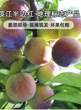 云南绥江半边红李子产地直发包邮