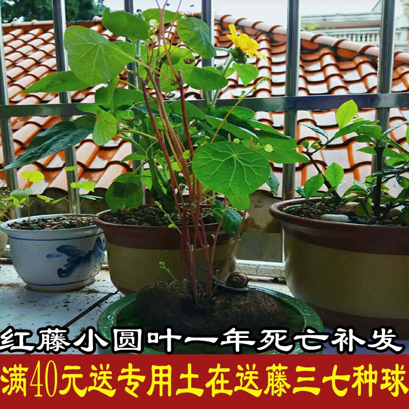 红藤野生山乌龟金不换植物地不容爬藤架室内栽盆景duorou热卖