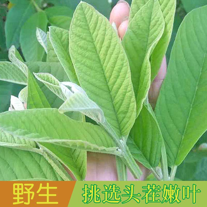 番石榴叶子石榴叶茶新鲜现摘野生芭乐叶子番石榴嫩叶芯番石榴叶干 水产肉类/新鲜蔬果/熟食 石榴 原图主图