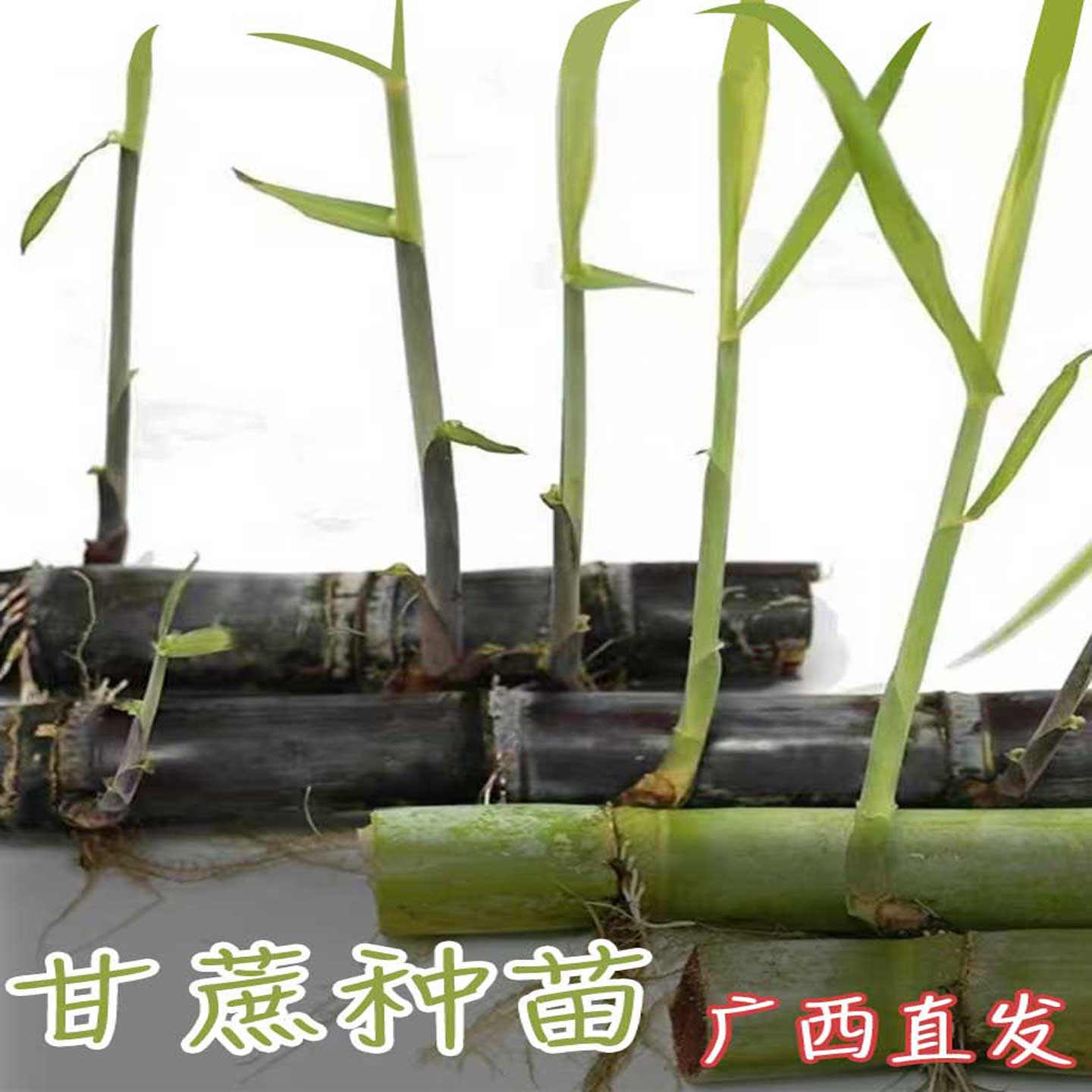 广西甘蔗水果苗南北方庭院盆栽