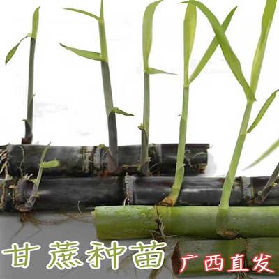 广西甘蔗水果苗南北方庭院盆栽