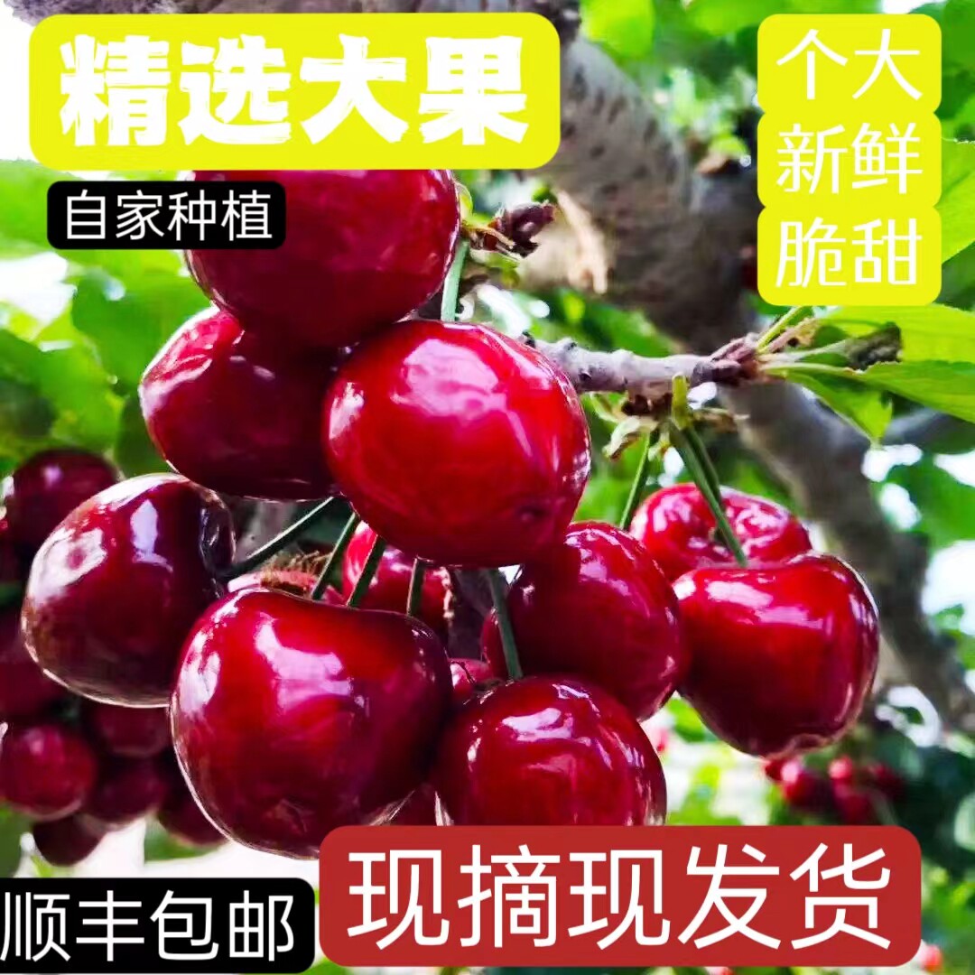 郑州樱桃沟大樱桃已售完2024年5月再见车厘子新鲜孕妇水