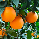 水果 鲜甜多汁应季 正宗赣南脐橙子新鲜现摘 轻微小瑕疵 实惠装