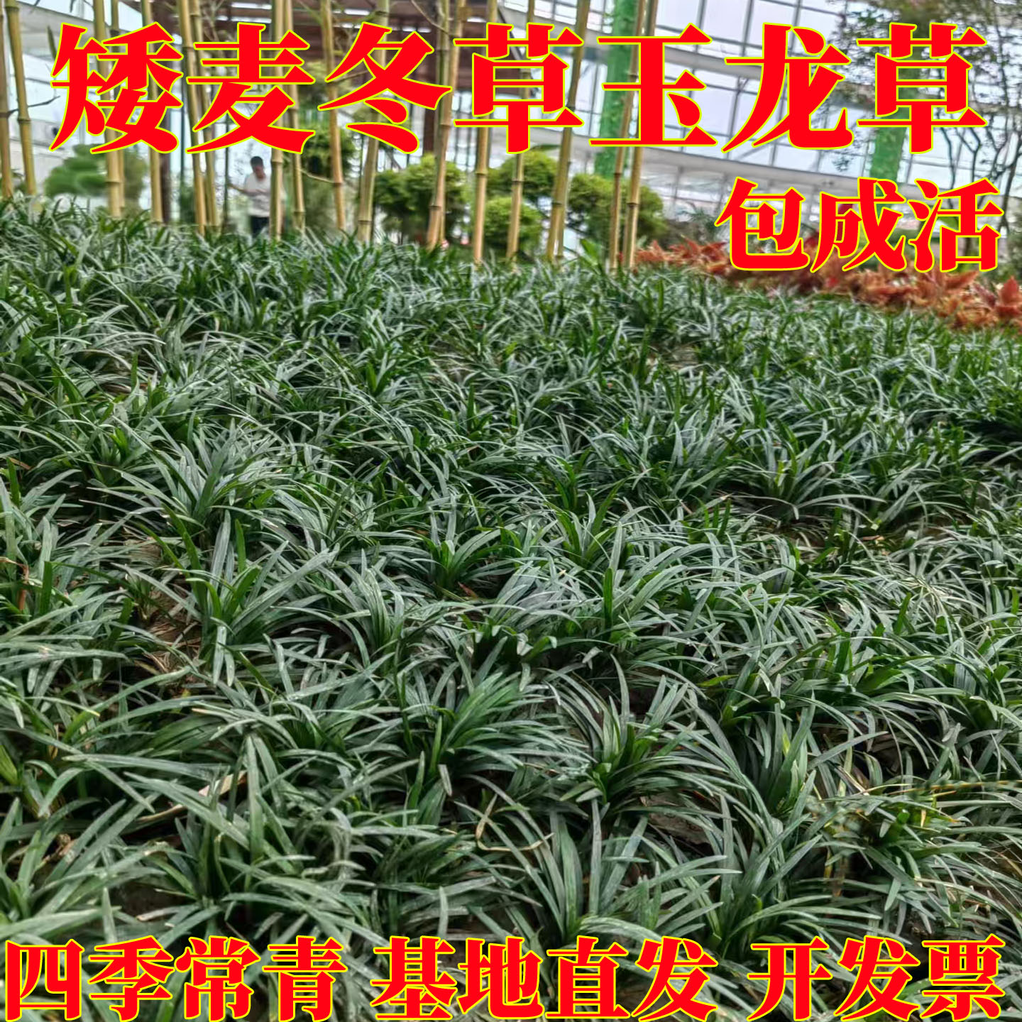 日本矮麦冬草苗玉龙草图片