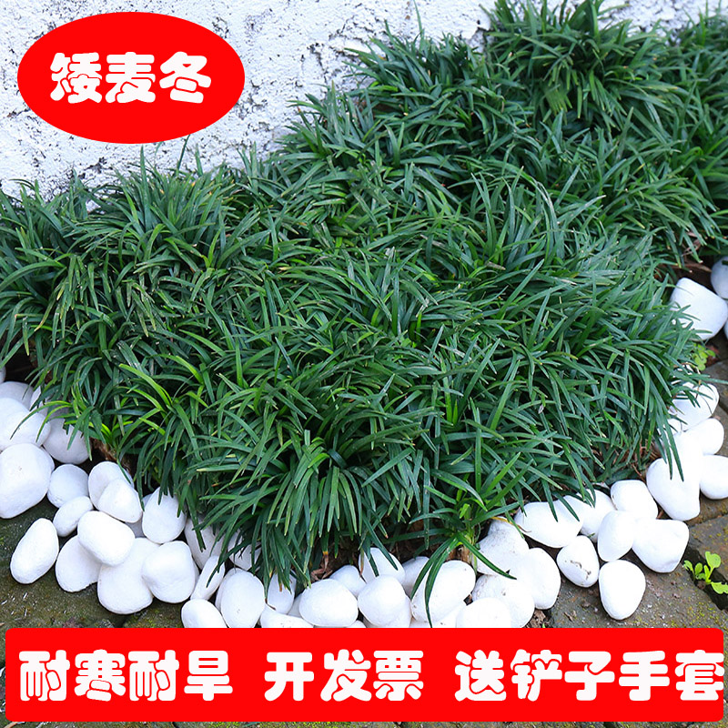 金边麦冬草苗玉龙草矮麦冬草日本矮生麦冬草植物日本矮麦冬苗包活