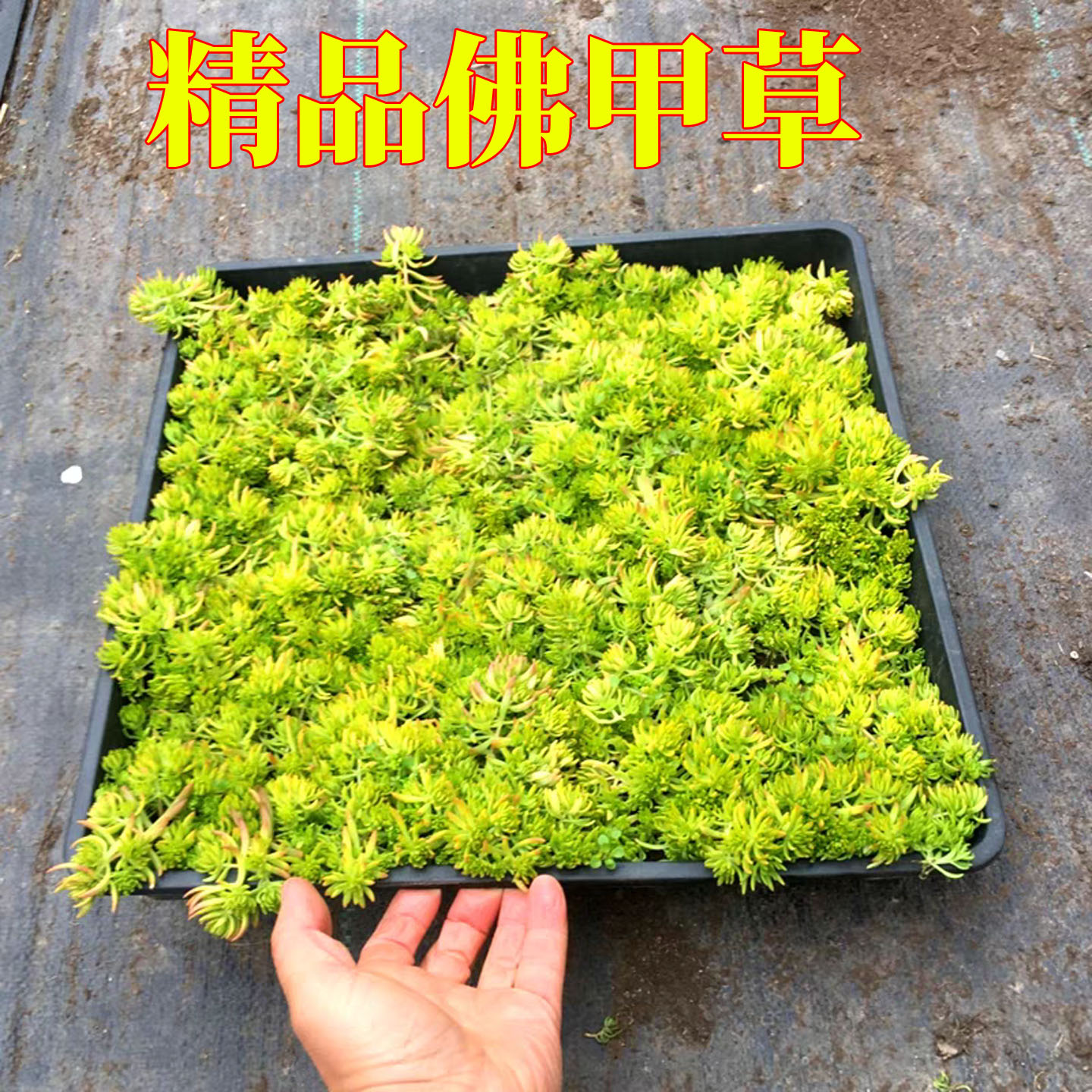 佛甲草苗屋顶绿化草皮坪金佛甲草