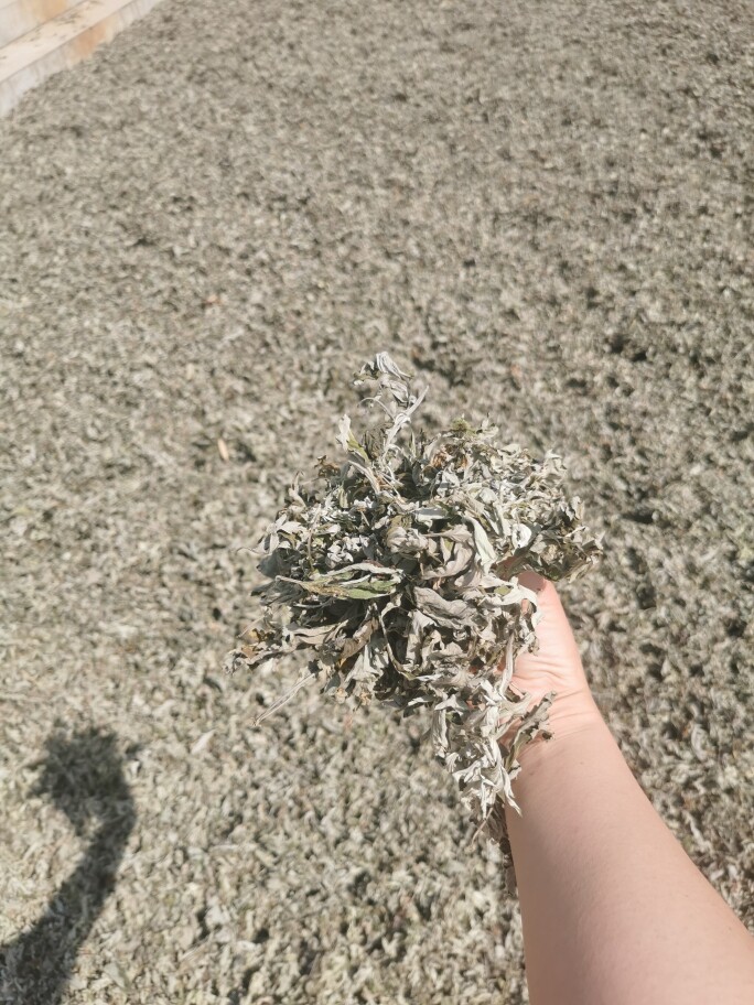 艾叶端午艾草500克