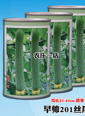早熟一代杂交丝瓜种子籽孑连续结瓜多青绿色皮微皱蜡粉厚耐寒性强