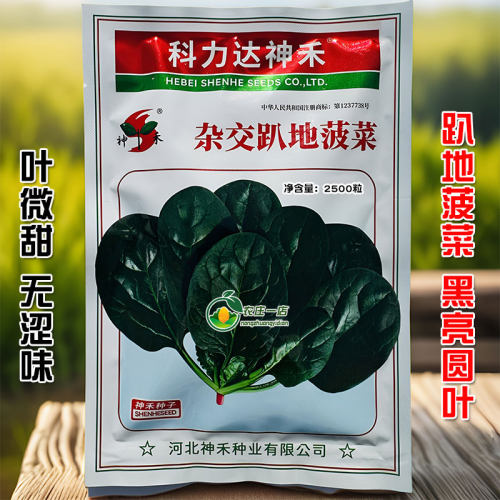 趴地菠菜种子短梗半圆叶菠菜种籽