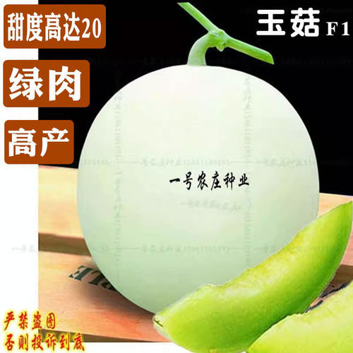 玉菇甜瓜种子籽孑白皮超甜四季播