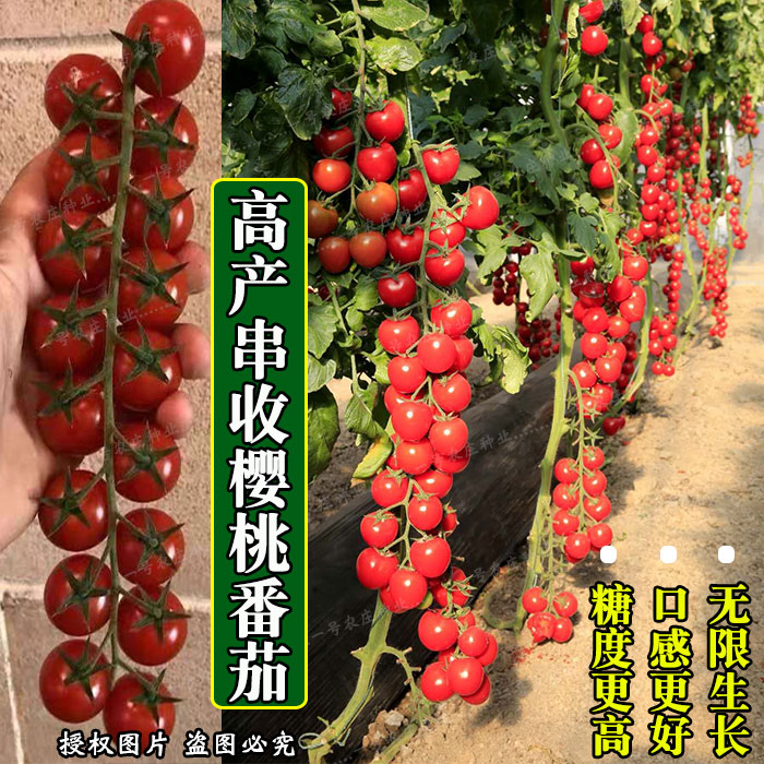 瀑布番茄种子盆栽超甜苗千禧籽秋