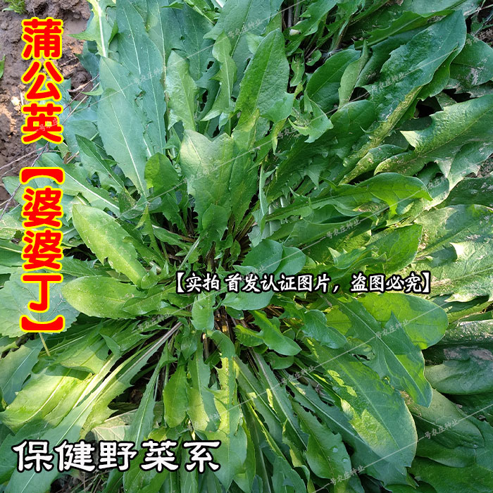 蒲公英种子种籽四季婆婆丁春季秋冬季野菜种孑药盆栽蔬菜青菜大全