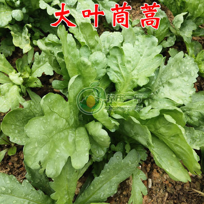 蔬菜种子耐热夏季大叶茼蒿