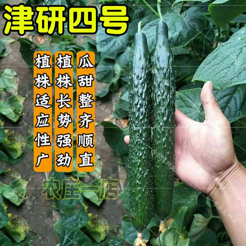 夏青黄瓜种子新津研四号高产长春秋种籽菜农基地专用水果蔬菜种孑,鲜花速递/花卉仿真/绿植园艺,家庭园艺种子,淘宝优惠券,粉丝福利购,淘宝优惠卷