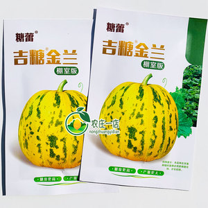 大果绿肉干瓤高糖甜脆八里香种子