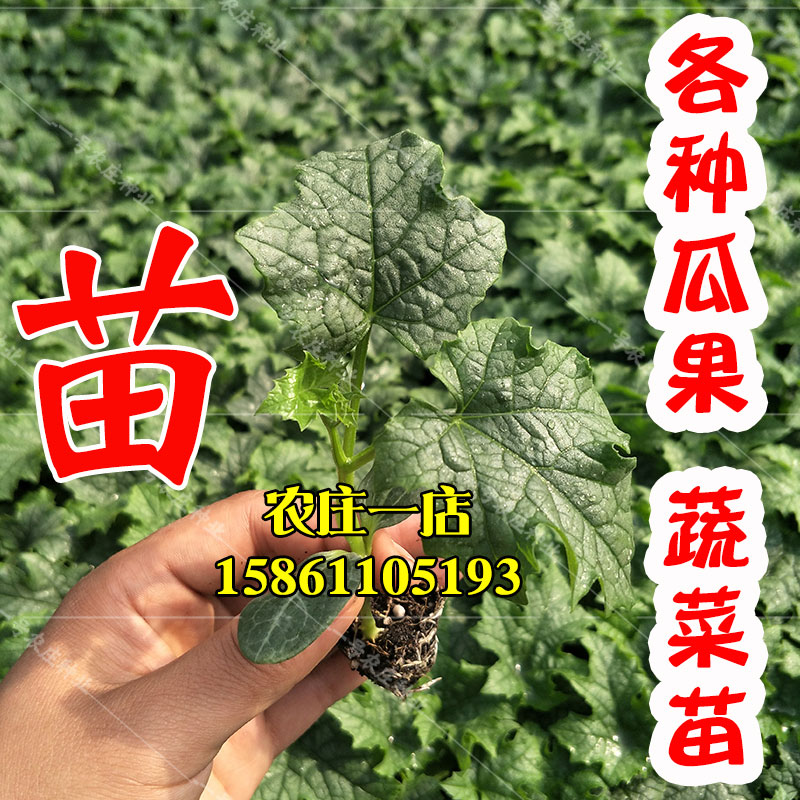 辣椒苗西瓜西红柿秧苗茄子草莓小番茄丝瓜秋葵佛手瓜苗秧蔬菜菜苗 鲜花速递/花卉仿真/绿植园艺 家庭园艺种子 原图主图