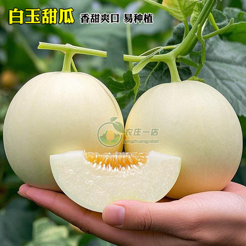 香瓜甜瓜种籽大全羊角蜜种苗四季