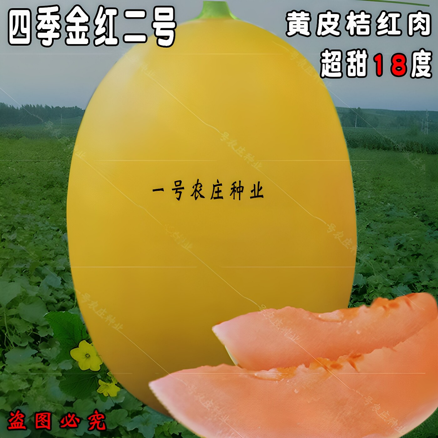 超甜甜瓜种子香瓜高产黄皮红肉哈密瓜种孑春季水果种籽盆栽四季播