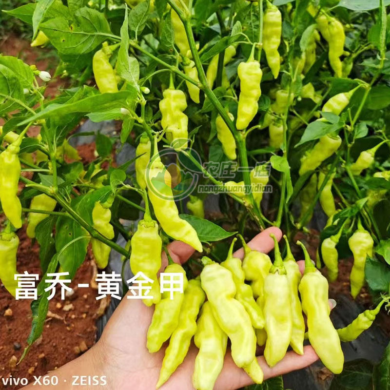 大果小米辣种子超辣泡椒小米椒籽