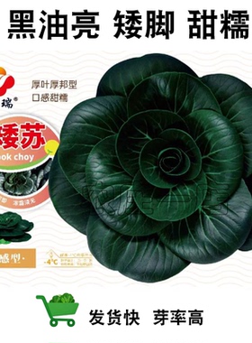甜糯黑油亮青菜种籽特矮苏州青菜种子叶片肥厚趴地矮脚耐寒上海青