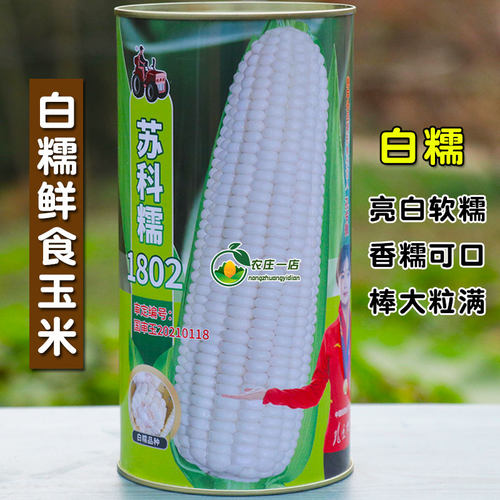 白甜糯玉米种子鲜食白糯特大高产