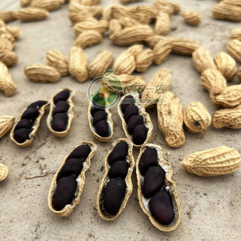 黑皮花生种子高产富硒花生种籽图片