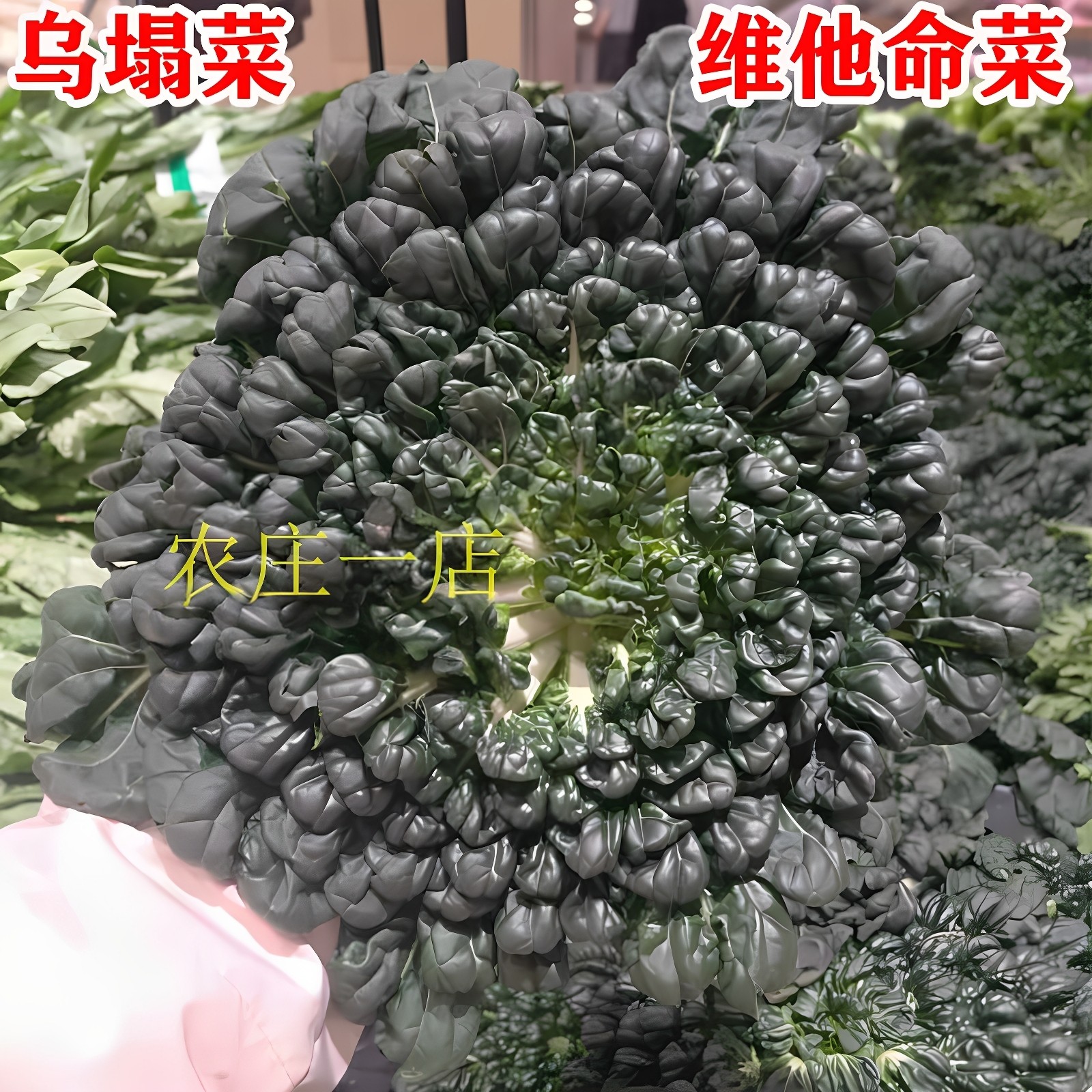 乌塌菜种子菜园易种塔棵菜籽家庭阳台盆栽种菜黑菊菜孑易播种耐寒,鲜花速递/花卉仿真/绿植园艺,家庭园艺种子,淘宝优惠券,粉丝福利购,淘宝优惠卷