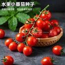 千禧番茄種子小西紅柿種籽草莓圣女果種苗瓜果香甜盆栽水果蔬菜孑