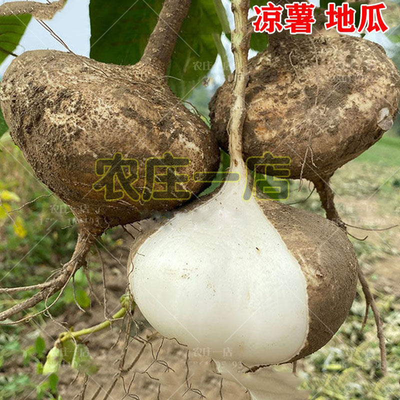 牧马山地瓜种子水果地瓜种籽沙葛凉薯土瓜特大白瓤脆甜蔬菜种孑