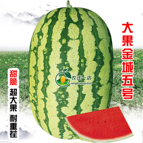 特大西瓜种籽懒汉8424美都麒麟子