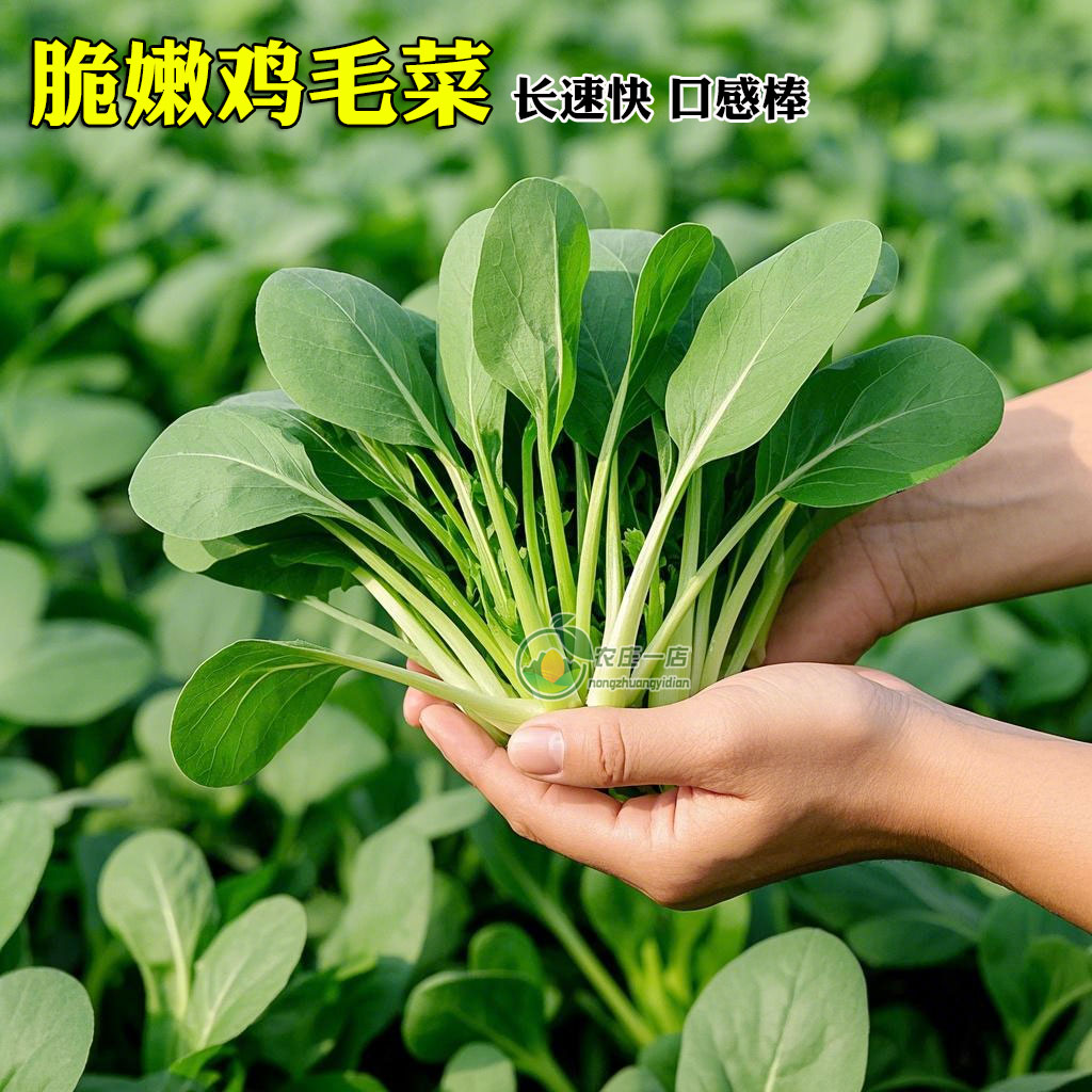 脆嫩鸡毛菜种子四季青菜种籽耐寒