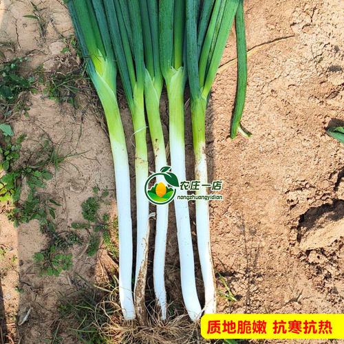 四季山东章丘长杆蔬菜种孑小香葱