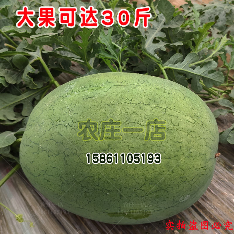 庆红宝西瓜种子超大超甜30斤麒麟种籽懒汉巨型西瓜籽大新红宝种孑