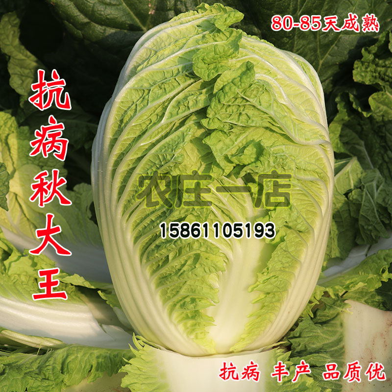 大白菜种子黄心菜种籽抗病高产山东白菜种孑冬季四季秋季蔬菜种籽-封面