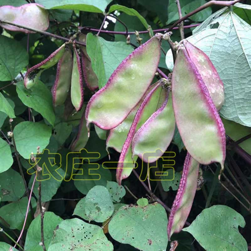 蔬菜边边红扁豆阳台庭院四季种子