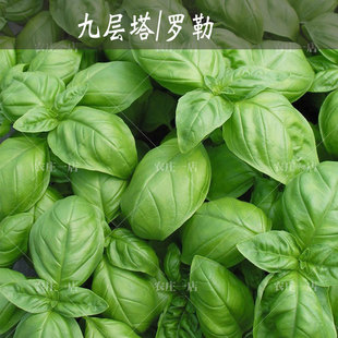 可食用九层塔种子罗勒种籽薄荷阳台四季盆栽金不换香草九成塔孑叶
