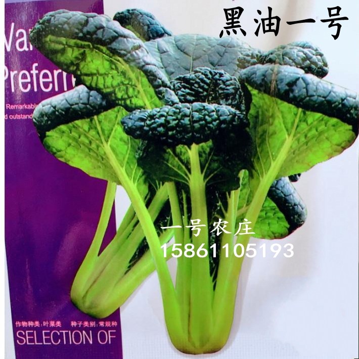 黑油一号黑白菜种子春不老小白菜青菜油菜春四季蔬菜籽秋冬季种植