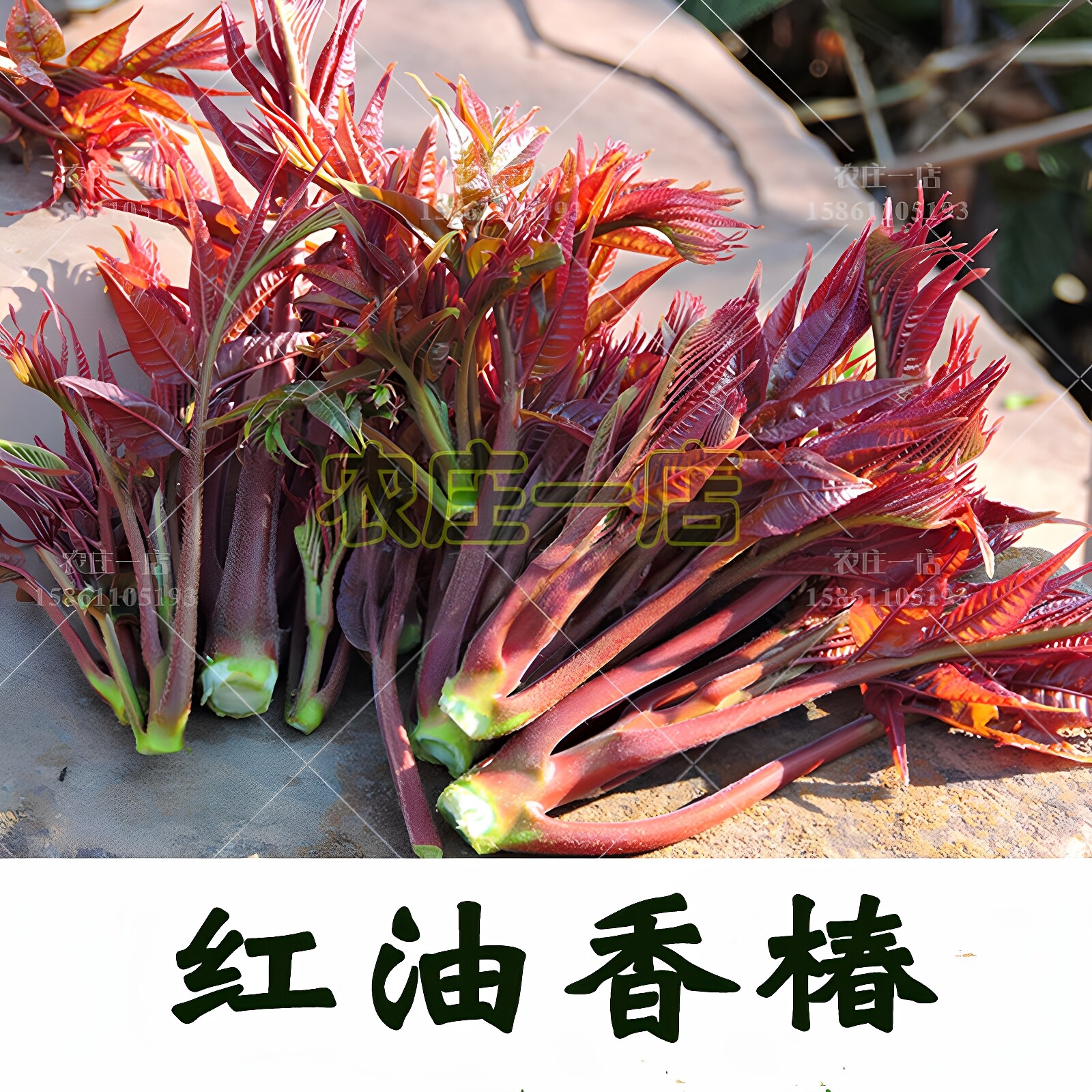红油香椿种子蔬菜种籽四季播易种速生种孑芽苗菜椿芽种水培红椿树