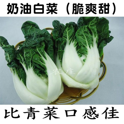 奶白菜种子小白菜青菜黑油菜春季四季蔬菜种籽秋矮脚秋播种孑冬季 - 封面