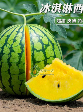 冰淇淋黄心西瓜种子薄皮早熟超甜特小凤8424西瓜种籽高产水果四季