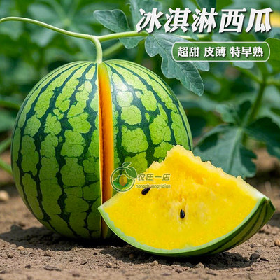 冰淇淋黄瓤西瓜种子薄皮早熟超甜