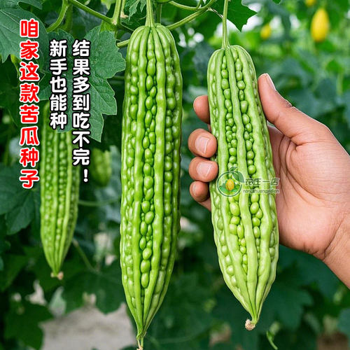 苦瓜种籽种子四季高产耐热蔬菜孑