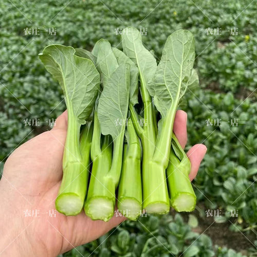 广东四九冬季红菜苔庭院盆栽种子