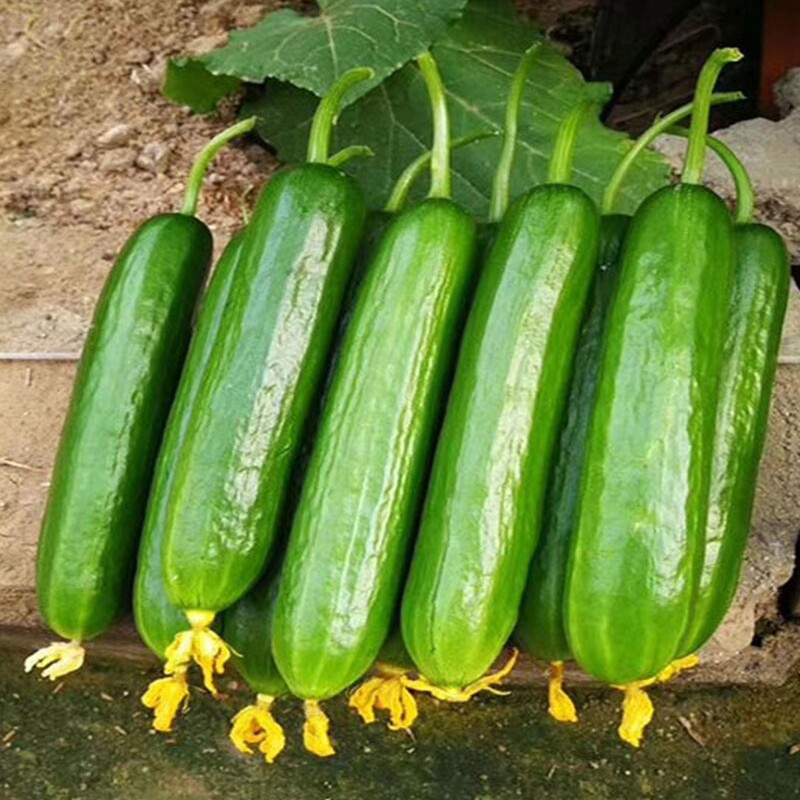 无刺荷兰水果黄瓜种子高产旱四季苗秧盆栽春秋蔬菜种籽黄瓜籽种孑